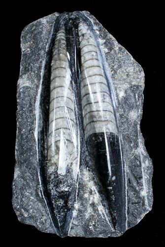 Polished Orthoceras (Cephalopod) Fossil #3393